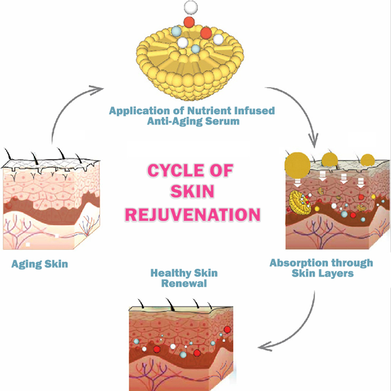 Cycle of Skin Rejuvenation skin-rejuvenation