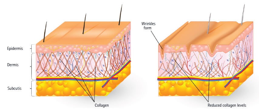 collagen-infograph