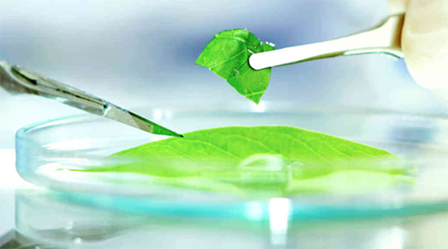 stem-cell-treatments stem-cell-treatments