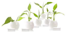 Use Pure Avocado Oil for Eye Make-Up Removal